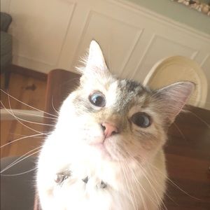 Meet your Posher, Riley